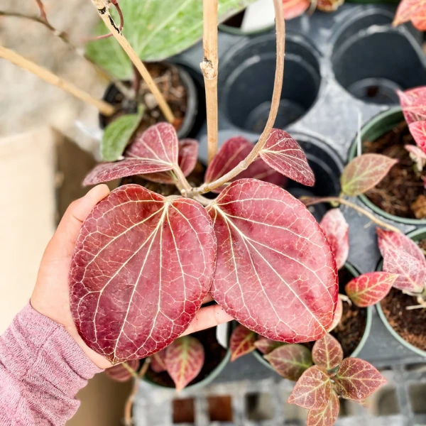 Hoya sp. PNG SV‑432 [3]