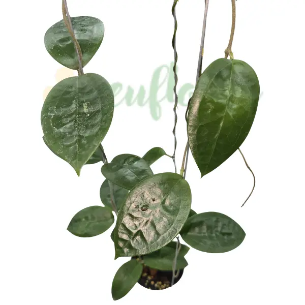 Hoya sp. Sumba [1]