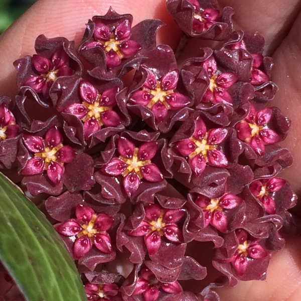 Hoya tomatoensis Purple Flowers [2]