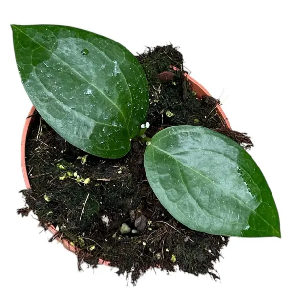 Hoya sp. Ternate [1]
