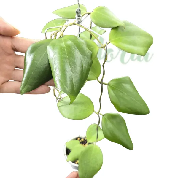 Hoya sp. „Timor Leste” [1]