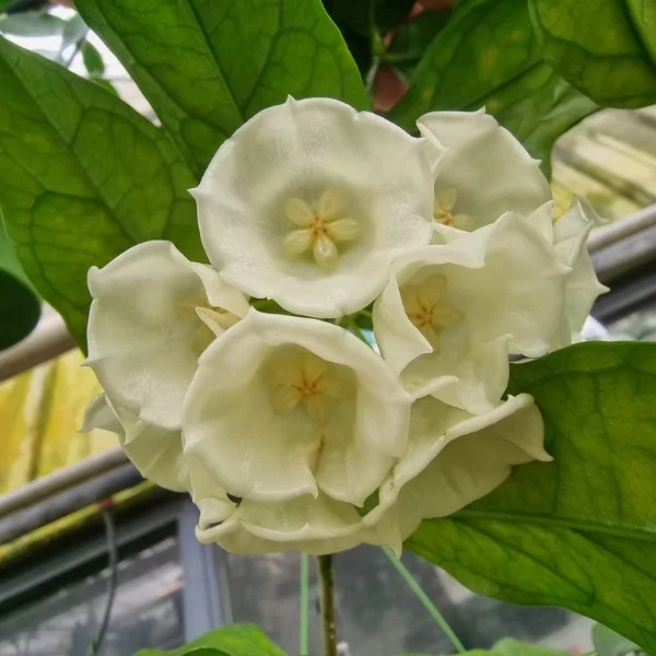 Hoya sp UT208 - specie nedescrisă de Hoya cu frunze ceroase decorative [4]