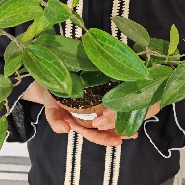 Hoya sp UT208 - specie nedescrisă de Hoya cu frunze ceroase decorative [3]