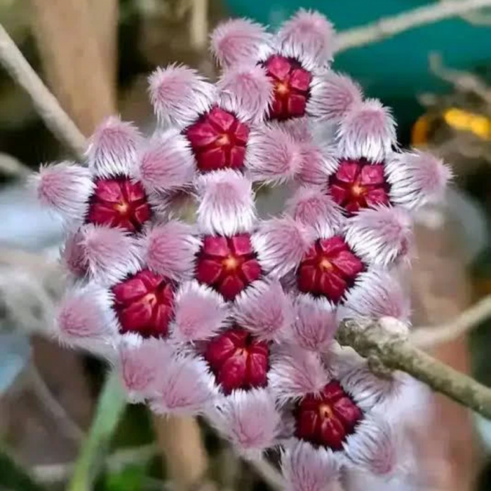 Hoya sulawesiana [2]