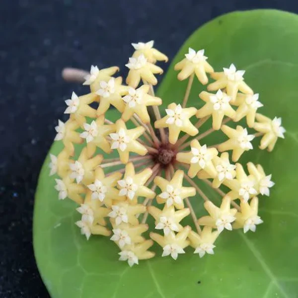 Hoya surigaoensis [3]