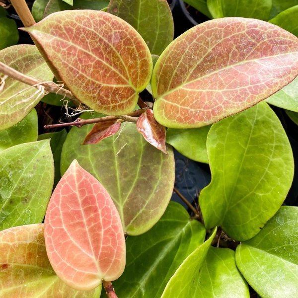 Hoya surigaoensis [2]