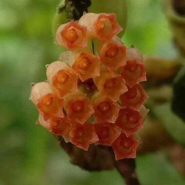 Hoya sp. „Mini Sulawesi” [2]