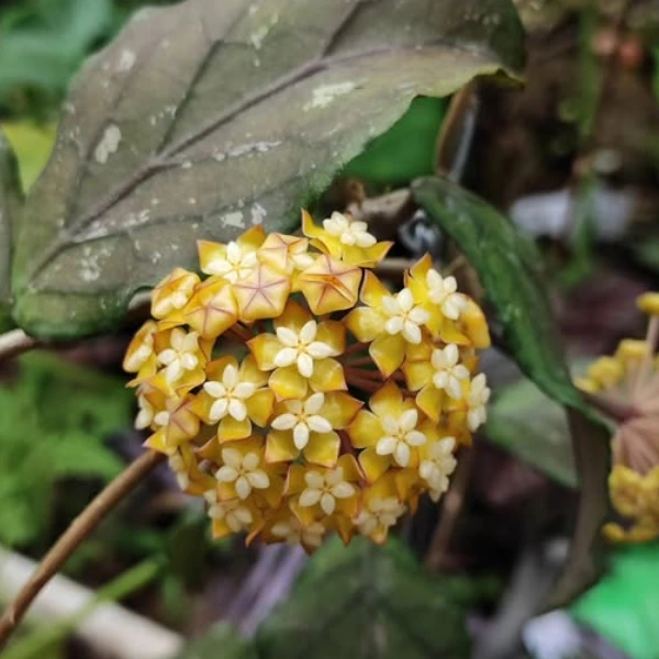 Hoya sp. Aceh Takengon 'Splash' [2]