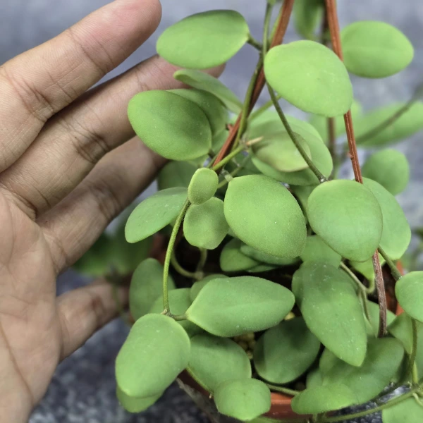 Hoya sp. „Mini Sulawesi” [1]