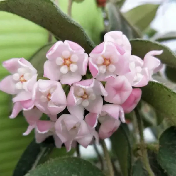 Hoya Thomsonii în ghiveci – frunze verzi catifelate, aspect compact [3]