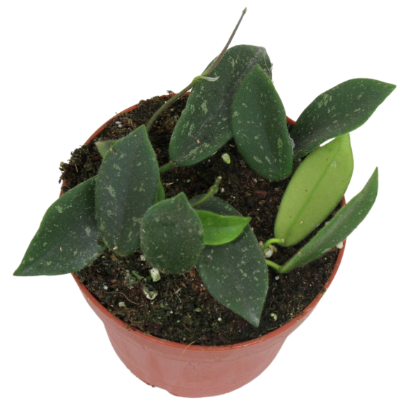 Hoya Thomsonii în ghiveci – frunze verzi catifelate, aspect compact [1]