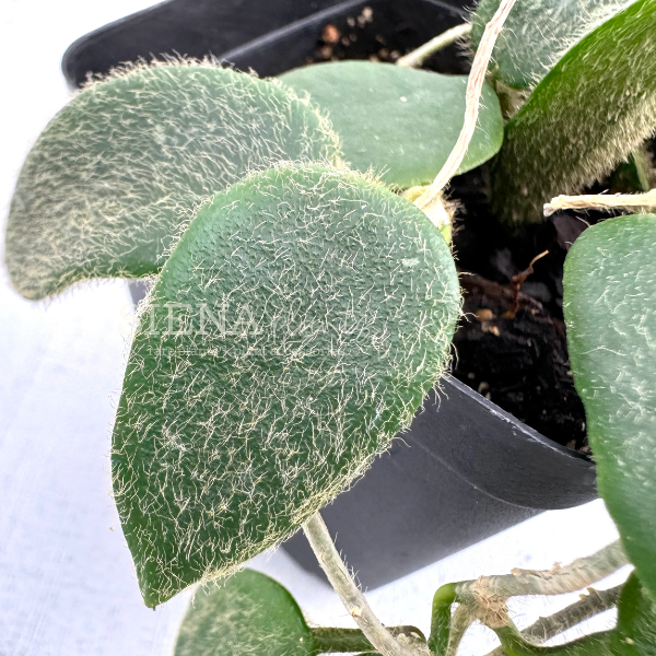 Hoya Thomsonii în ghiveci – frunze verzi catifelate, aspect compact [2]