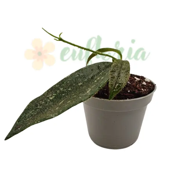 Hoya thomsonii în ghiveci – frunze verzi catifelate, aspect compact [3]