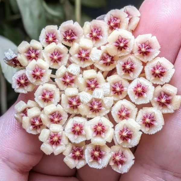 Hoya tomatoensis Purple Flowers [2]