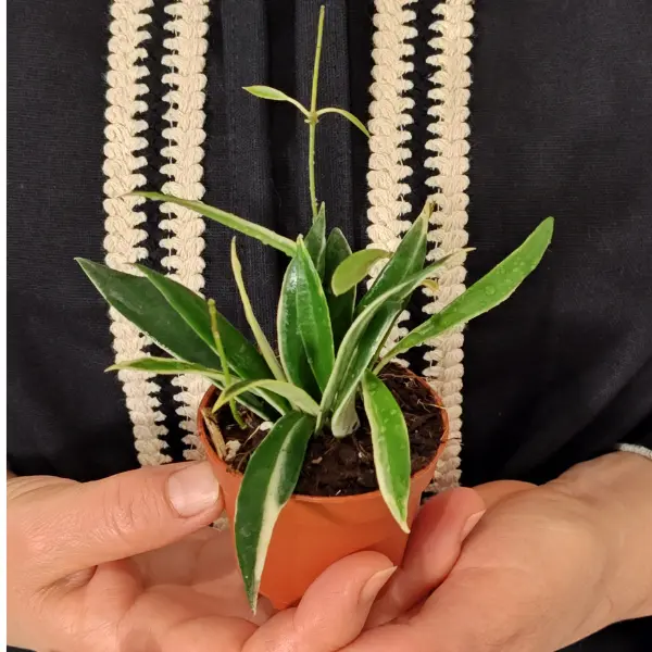 Hoya tsangii Albomarginata - planta miniaturala cu frunze verzi cu margine alb-crema [3]