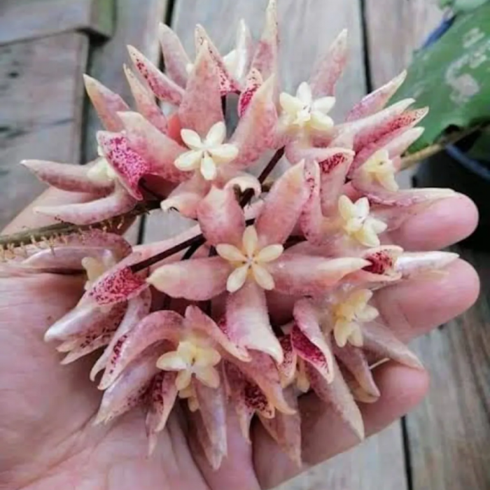 Hoya undulata 'Splash' [2]
