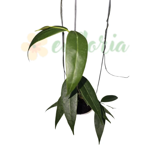 Hoya surisana [1]