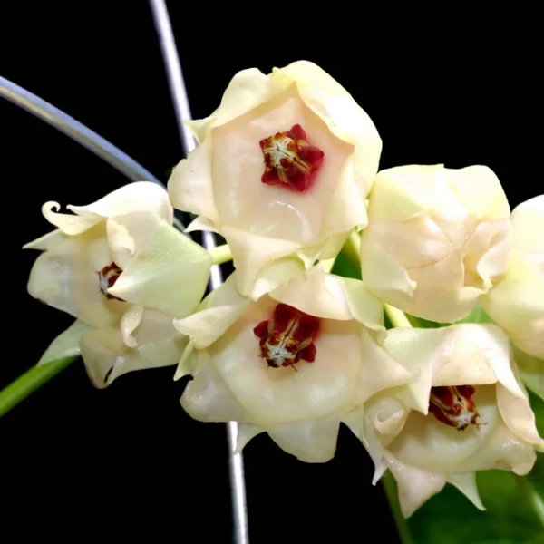 Hoya surisana [3]