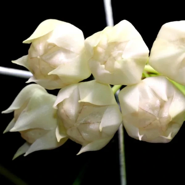 Hoya surisana [2]