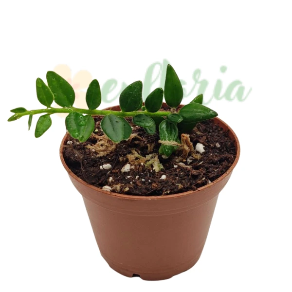 Hoya vaccinioides [1]