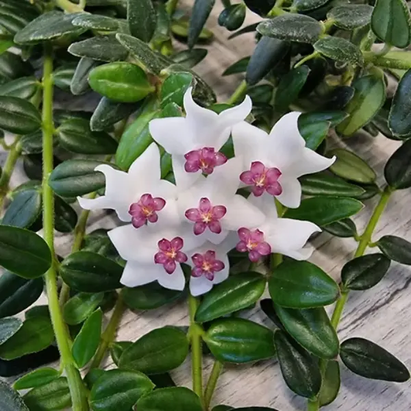 Hoya vaccinioides [4]