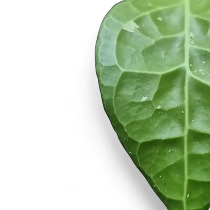 Hoya verticillata 'Lampung' [2]