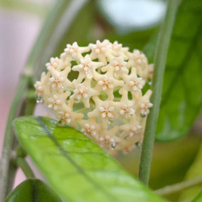 Hoya villosa [3]