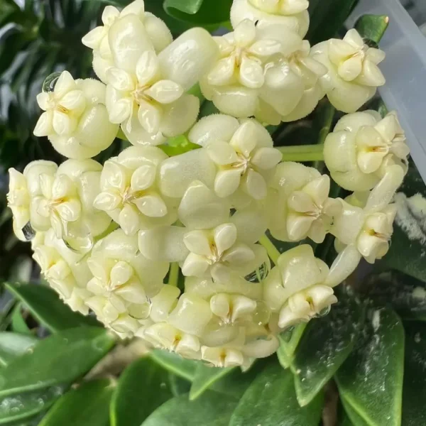 Hoya verticillata MA-07 'Splash' [2]