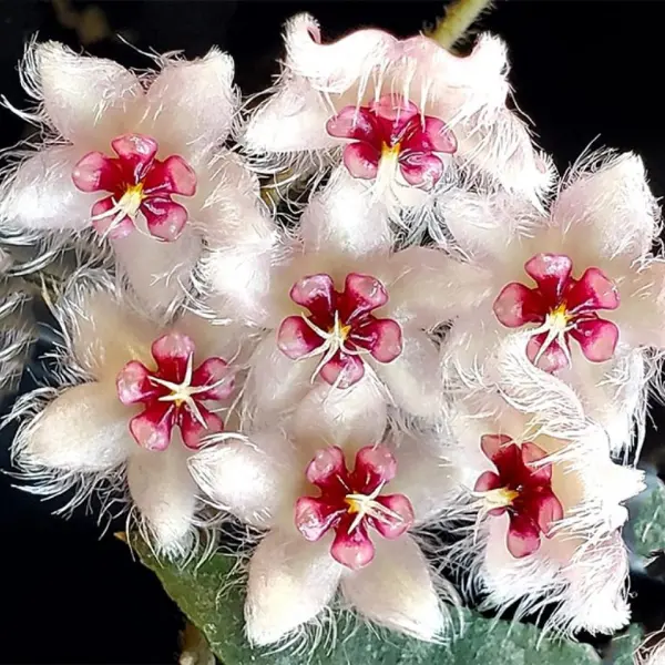 Hoya caudata 'Silver Aceh' [2]