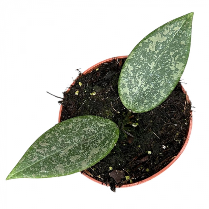 Hoya Wibergiae în ghiveci - frunze cerate, plantă curgătoare [1]