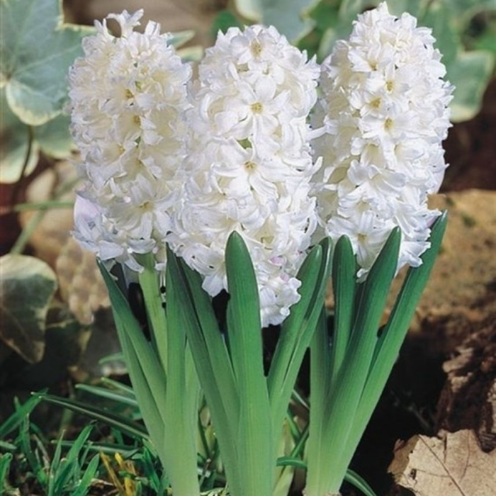 Zambile în ghiveci, diverse culori (Hyacinthus orientalis) [2]