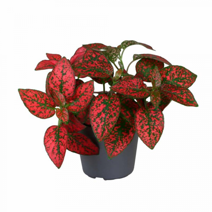 Hypoestes phyllostachya 'Pronto Red' - Plantă de Interior în Ghiveci D6 [1]