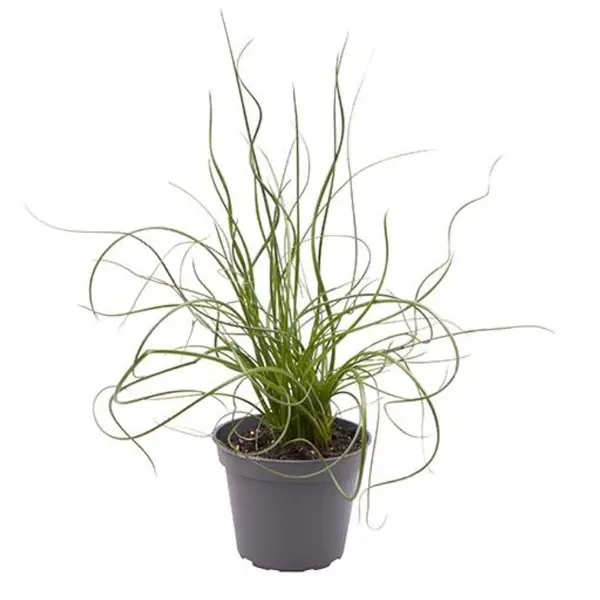 Juncus effusus 'Spiralis' [1]