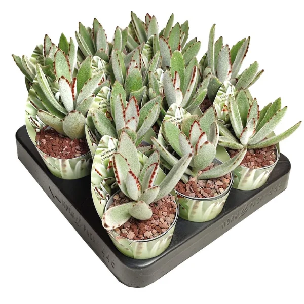 Kalanchoe tomentosa [2]