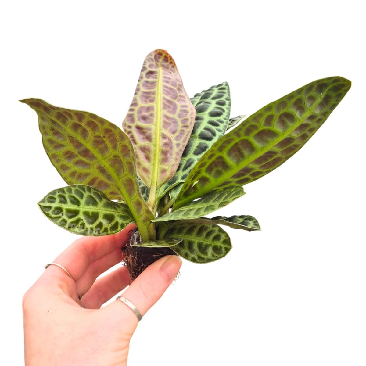 Labisia obtusifolia 'Kura Kura' [2]