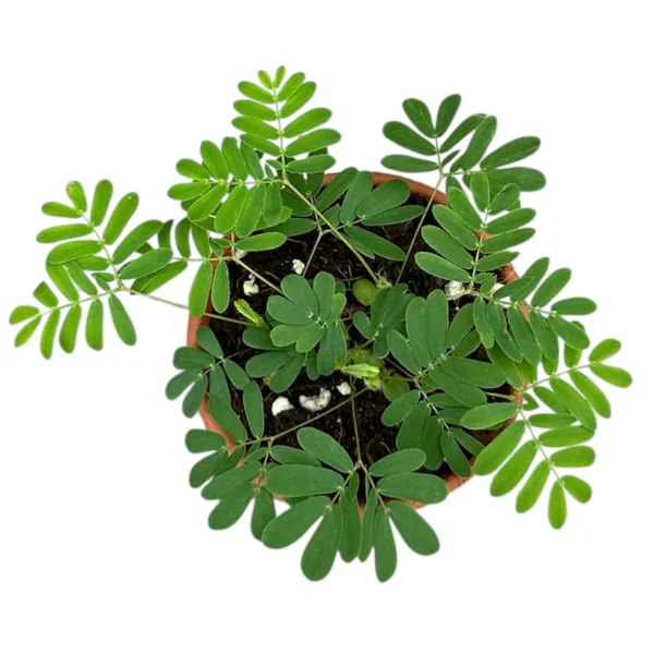Mimosa pudica [2]