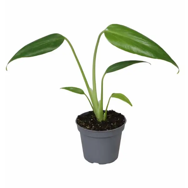 Monstera 'Burle Marx Flame' [4]