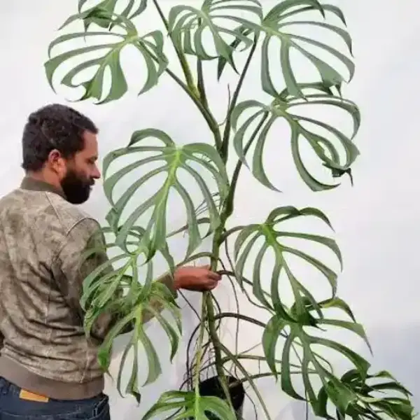 Monstera 'Burle Marx Flame' [5]