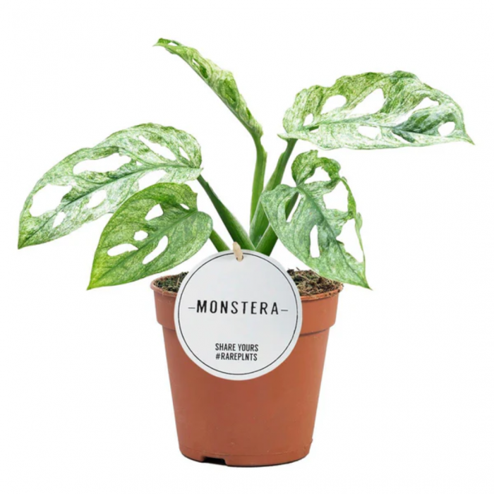 Monstera 'Mint' [1]