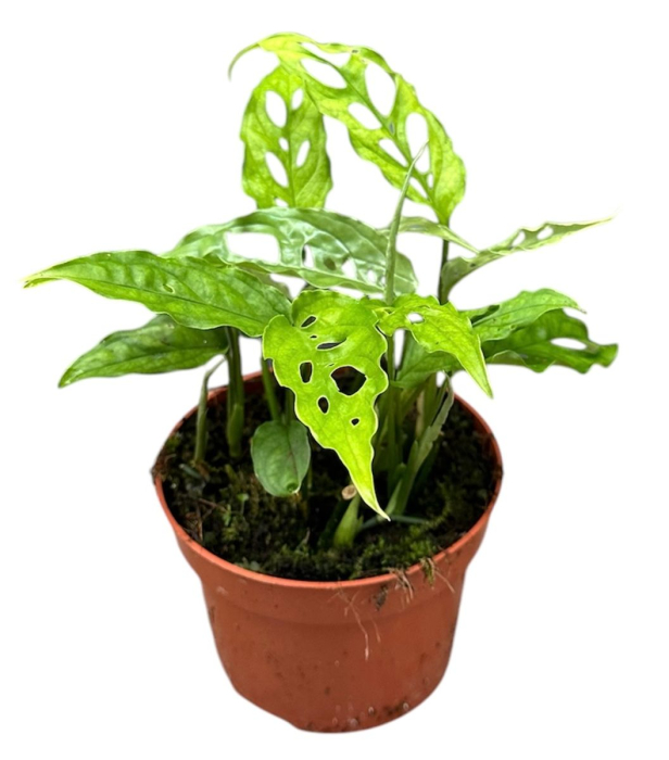 Monstera obliqua 'Peru' — frunze subțiri dantelare perforate, Eufloria [3]