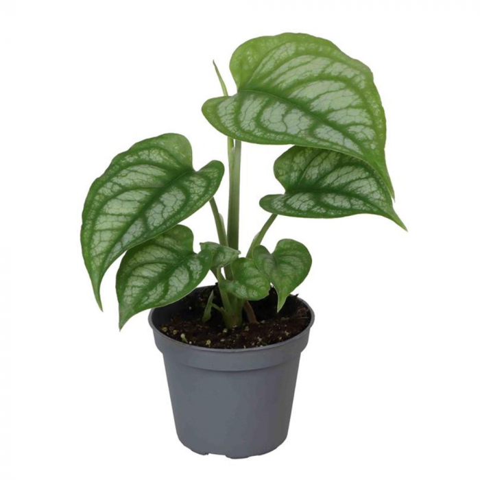 Monstera siltepecana [1]