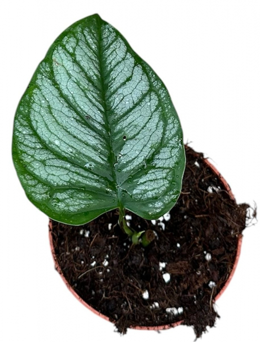 Monstera siltepecana 'El Salvador' [2]