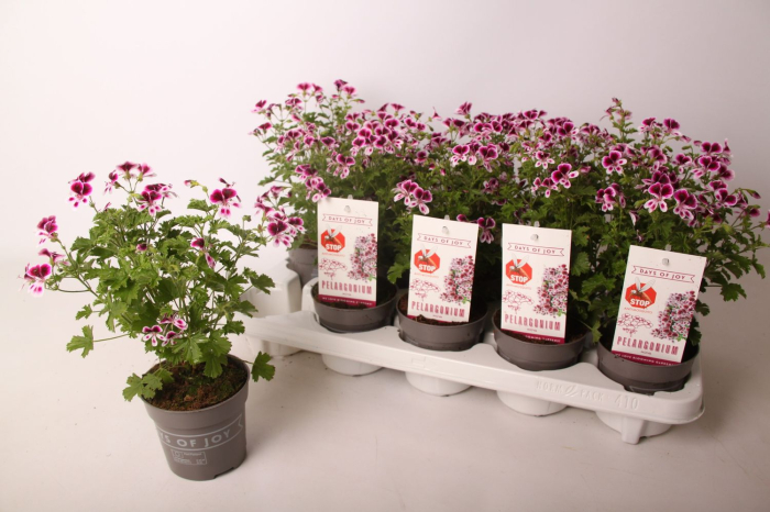 Pelargonium ANGEL PARFUM NOVA D10.5cm — mușcată parfumată [3]