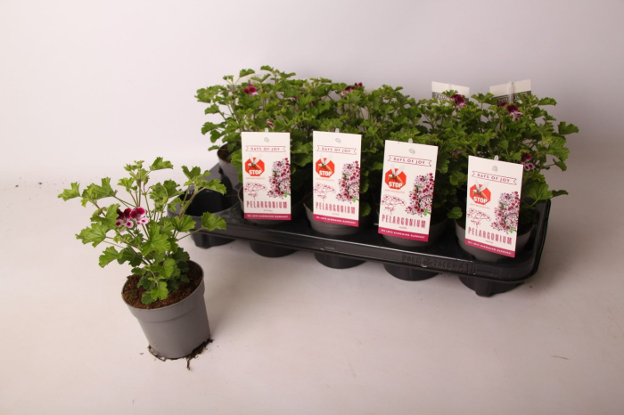 Pelargonium ANGEL PARFUM NOVA D10.5cm — mușcată parfumată [4]