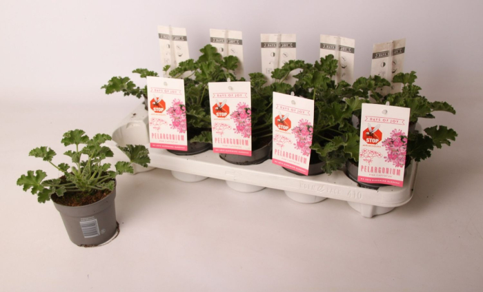 Pelargonium capitatum D10.5cm — mușcată sud-africană trandafir [4]