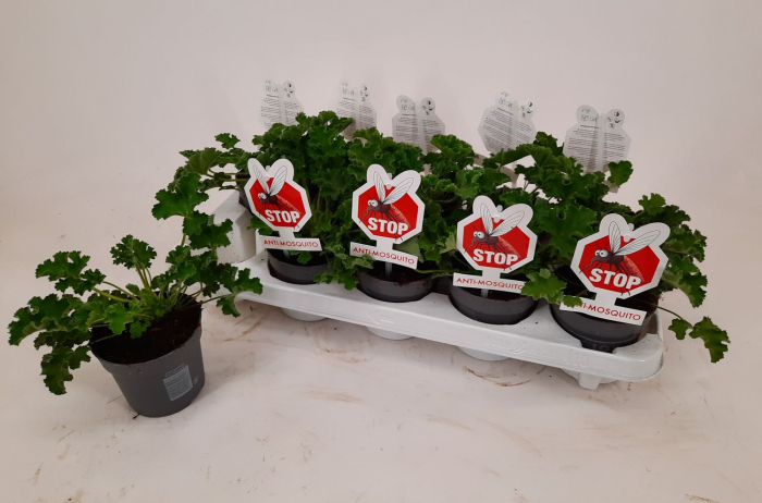 Pelargonium capitatum D10.5cm — mușcată sud-africană trandafir [5]