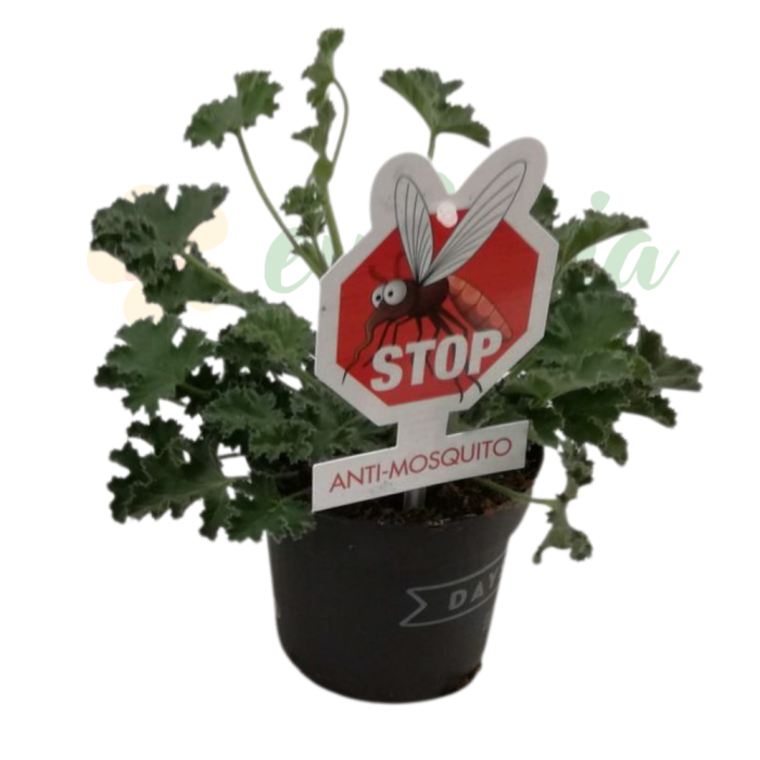 Pelargonium capitatum D10.5cm — mușcată sud-africană trandafir [2]