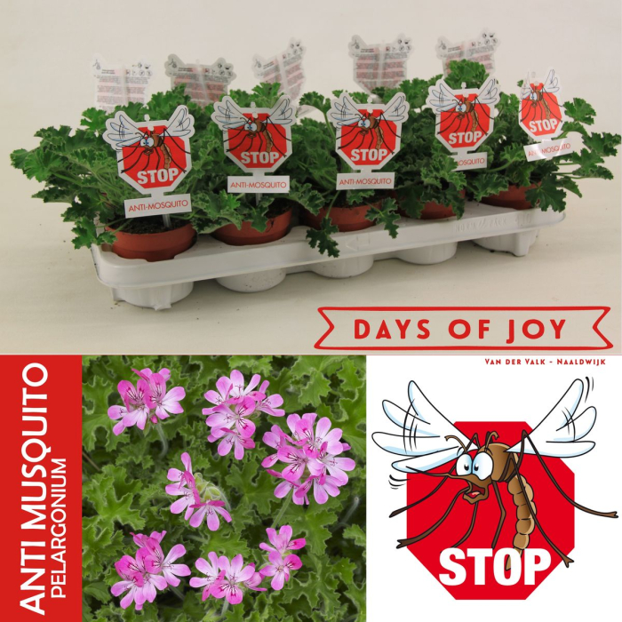 Pelargonium capitatum D10.5cm — mușcată sud-africană trandafir [6]