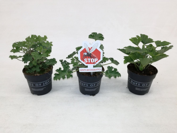 Pelargonium crispum 'Lemona' D10.5cm — mușcată lămâie [2]
