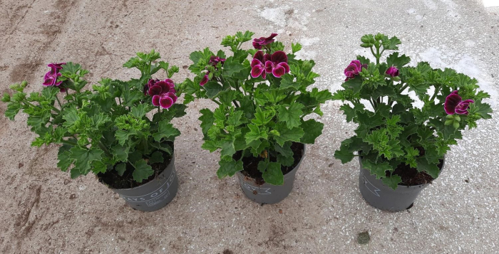 Pelargonium crispum 'Lemona' D10.5cm — mușcată lămâie [6]
